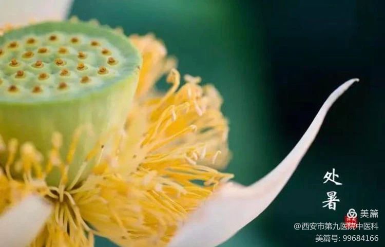 【健康科普】处暑天还暑 好似秋老虎 【健康科普】处暑天还暑 好似秋老虎
