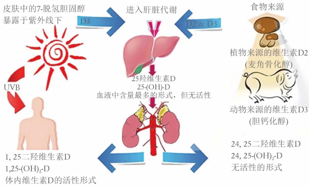 【专家笔谈】临床实践-补充维生素D那些事儿:一问一答 【专家笔谈】临床实践-补充维生素D那些事儿:一问一答