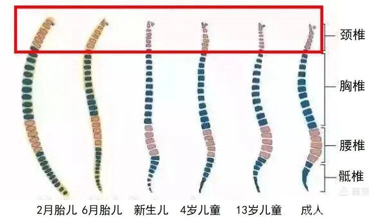 【科普园地】颈椎病篇二:认识颈椎病 【科普园地】颈椎病篇二:认识颈椎病