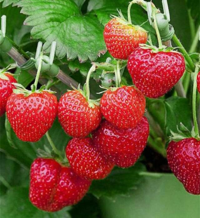 草莓季，你关心的四个问题