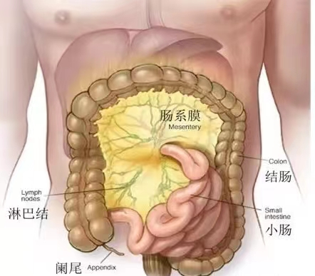 有一种腹痛叫肠系膜淋巴结炎 有一种腹痛叫肠系膜淋巴结炎