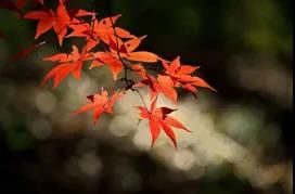 【健康知识】秋天了，养生先从调整作息开始