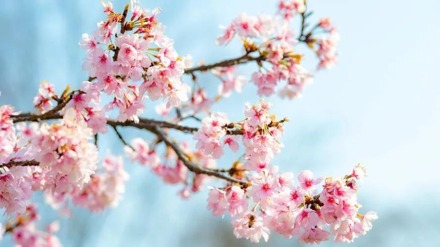 【健康科普】春天来了,紫癜性肾炎你了解吗? 【健康科普】春天来了,紫癜性肾炎你了解吗?