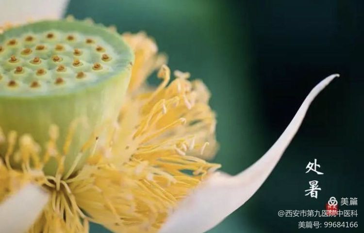 处暑天还暑，好似秋老虎